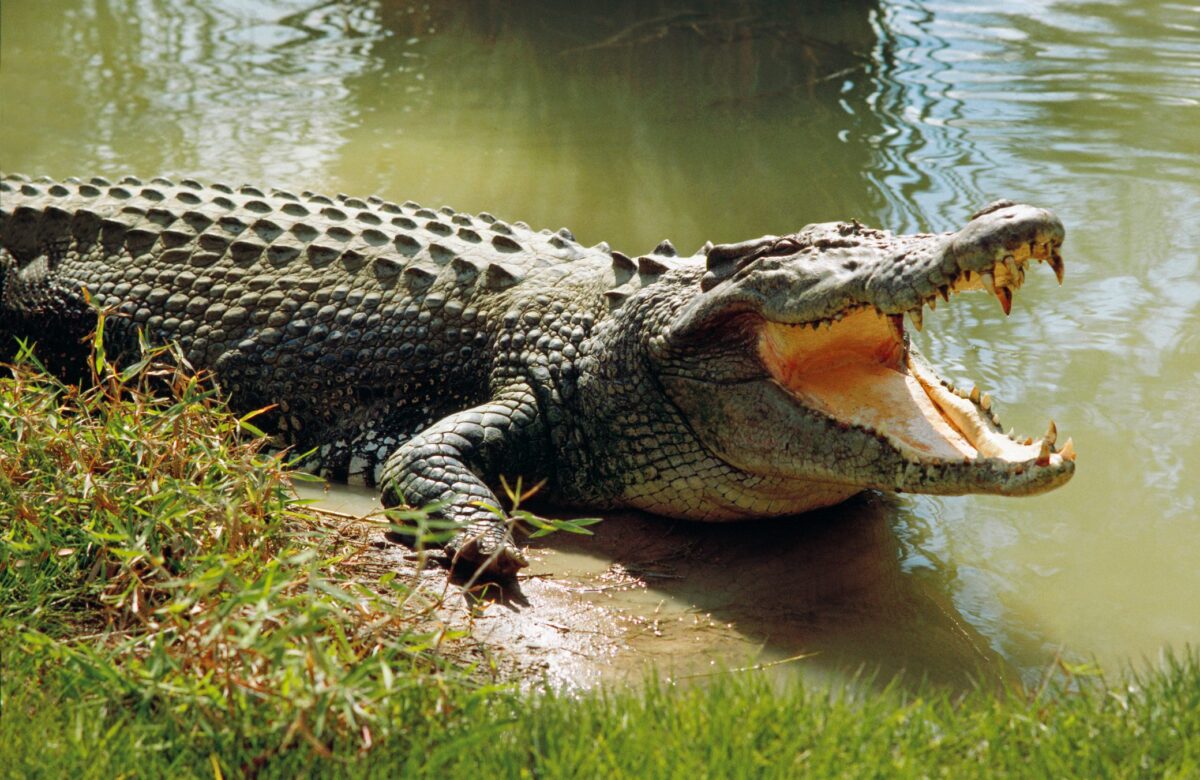 Footballer devoured by crocodile while swimming in river.