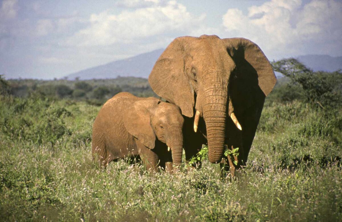 KWS officers in Masinga launch a operation to return Elephants to Mwea Game reserve.