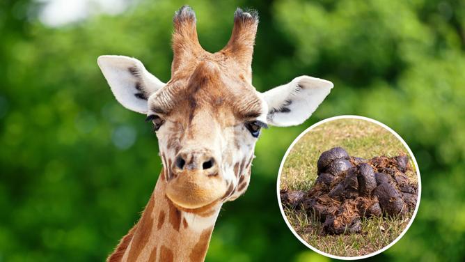 Woman arrested with box of giraffe poop Minneapolis airport