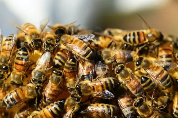Swarm of bees invade aeroplane, delaying flight.