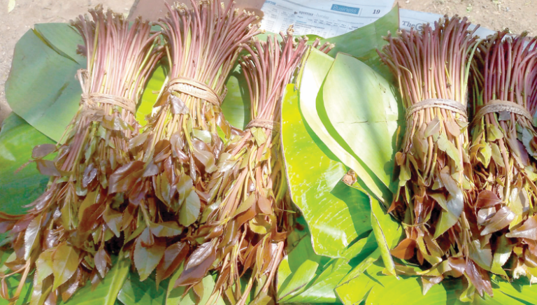 State proposes new khat handling rules