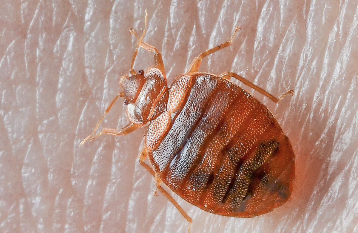 France grapples with bed bug crisis ahead of Olympics