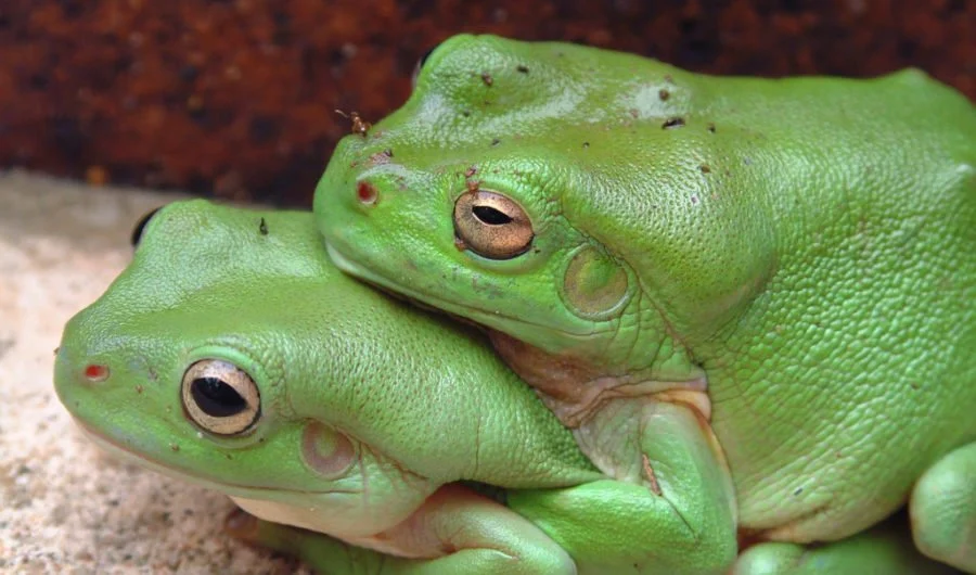 Female frogs fakes death to avoid unwanted advances.