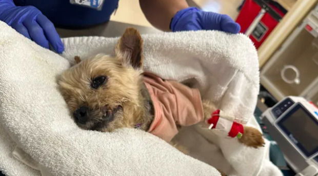 A man arrested for assaulting 15-year-old dog.