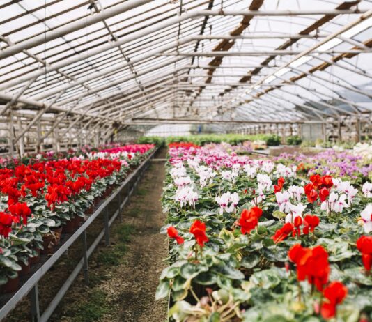 Kenya Flexes Agritech Muscle as It Future-Proofs Flower Exports
