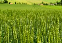 Ksh 1.3B Wheat Lab Signals Kenya’s Bid for Agricultural Innovation Leadership