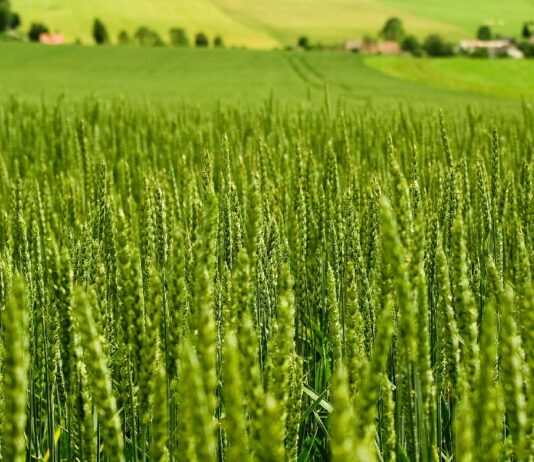 Ksh 1.3B Wheat Lab Signals Kenya’s Bid for Agricultural Innovation Leadership