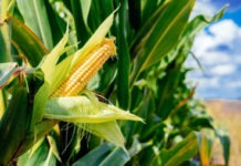 Private Sector Steps In as Kenya’s Maize Crisis Persists