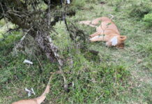 Six Lions in Maasai Mara Saved After Suspected Poisoning Incident