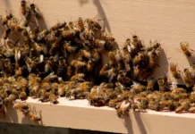One Child Dies, Seven Injured After Bee Attack in Suba South