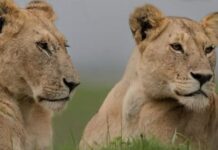 KWS Safely Recaptures Lionesses After Rongai Market Scare